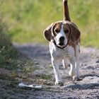 Beagle let´s go