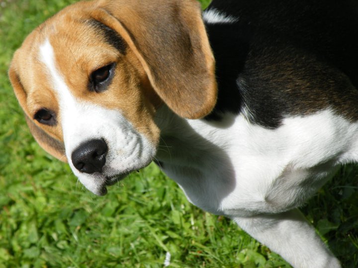 Beagle Lina