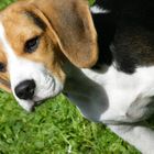 Beagle Lina