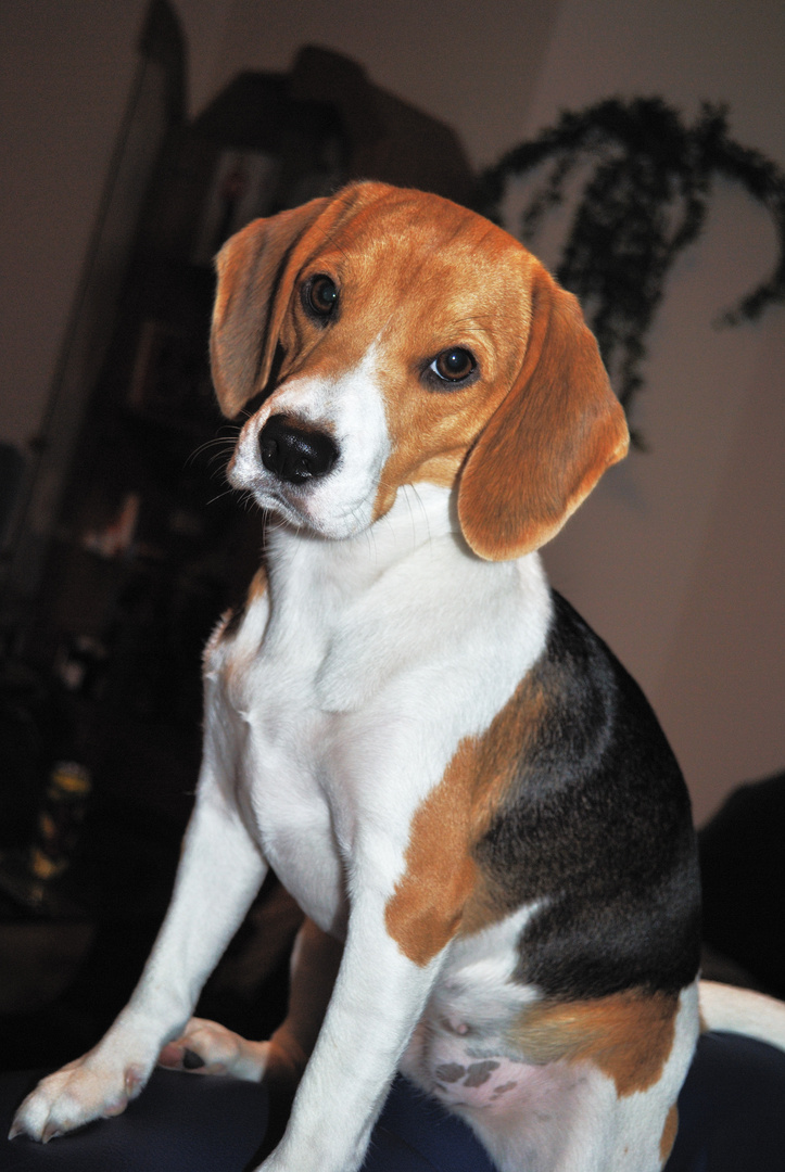 Beagle luna mal in szene