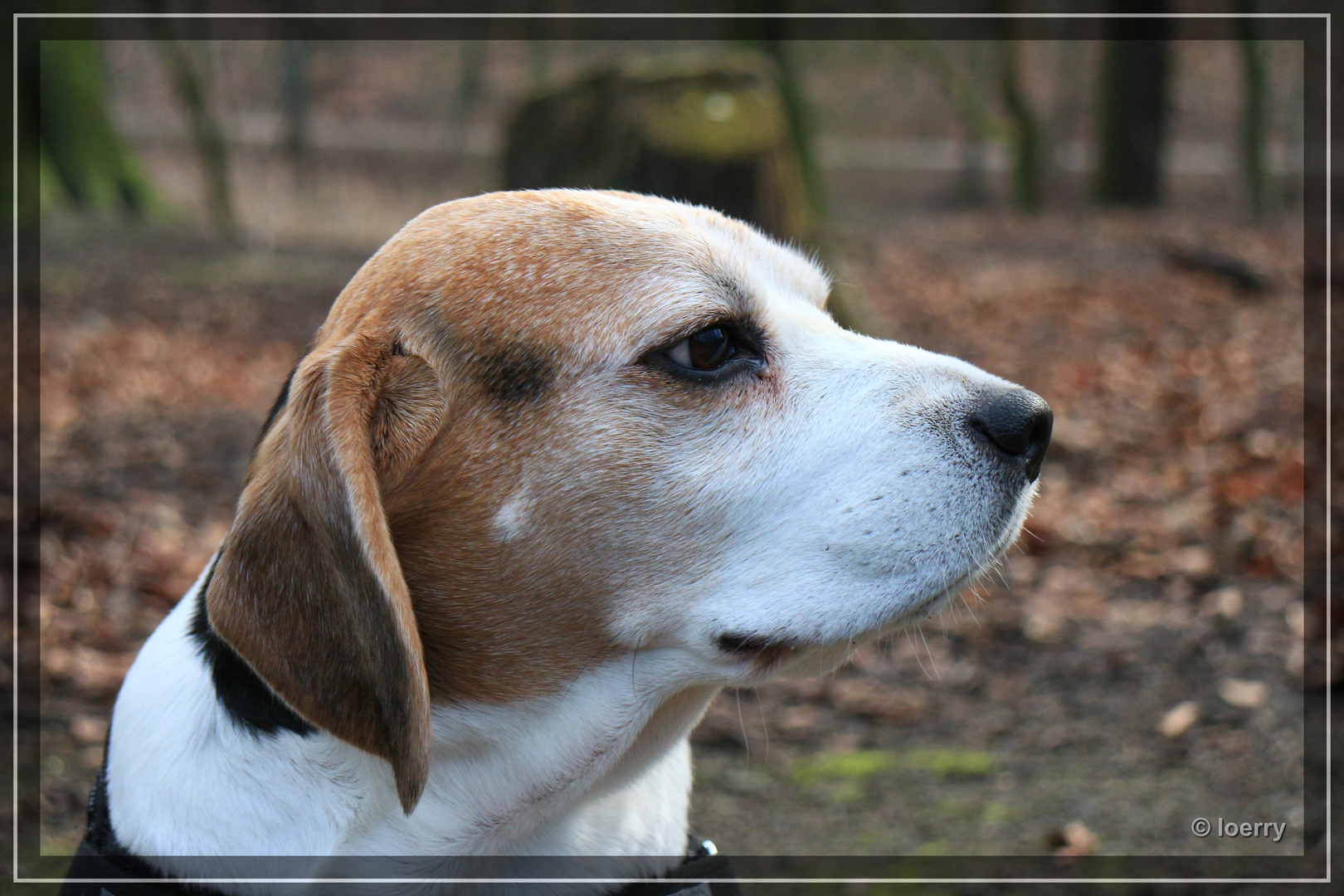 Beagle mal als Model