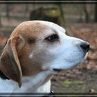 Beagle mal als Model