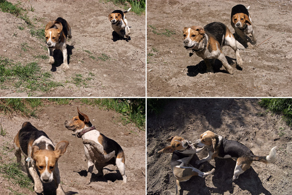 BEAGLE MANIA III.