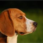 Beagle: Mary