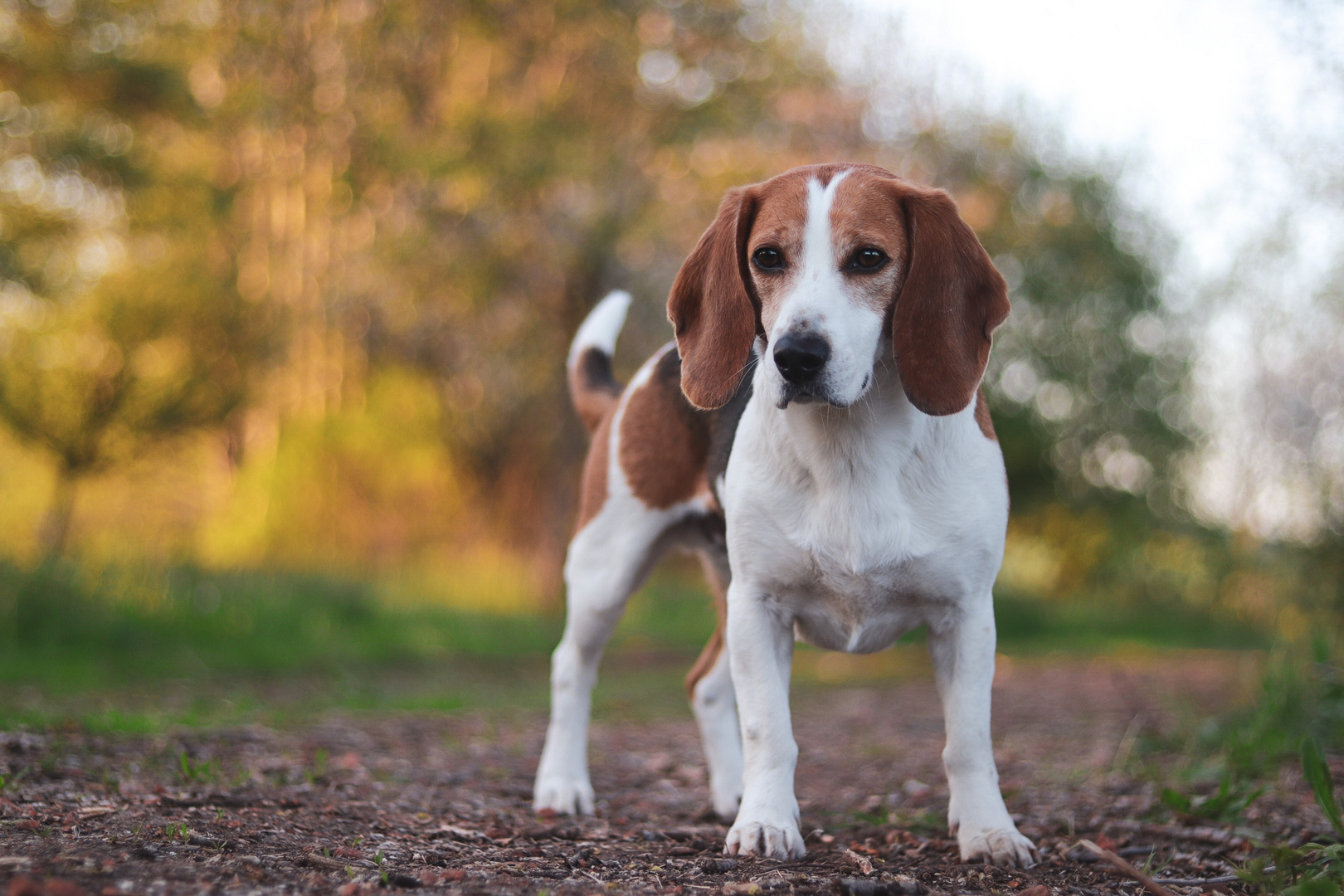 Beagle Max Foto &amp; Bild canon, frühling, hund Bilder auf