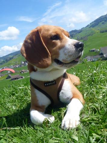 Beagle MAX II