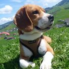 Beagle MAX II