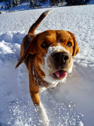 Beagle MAX Snow