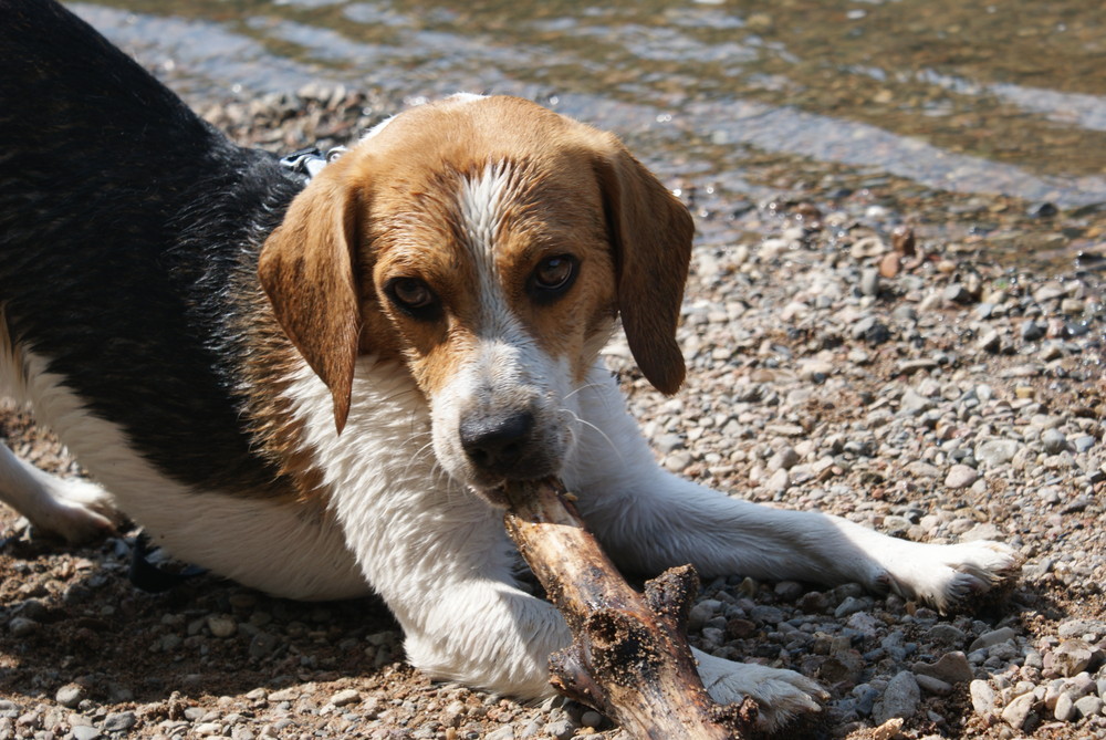 Beagle - Mein Stock