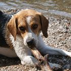 Beagle - Mein Stock