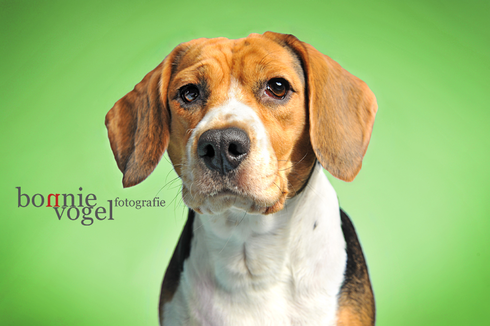 Beagle Milou - It's GREEN!