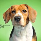 Beagle Milou - It's GREEN!