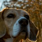 Beagle Mira