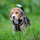 Beagle ,,Mismo'', 10 Wochen alt