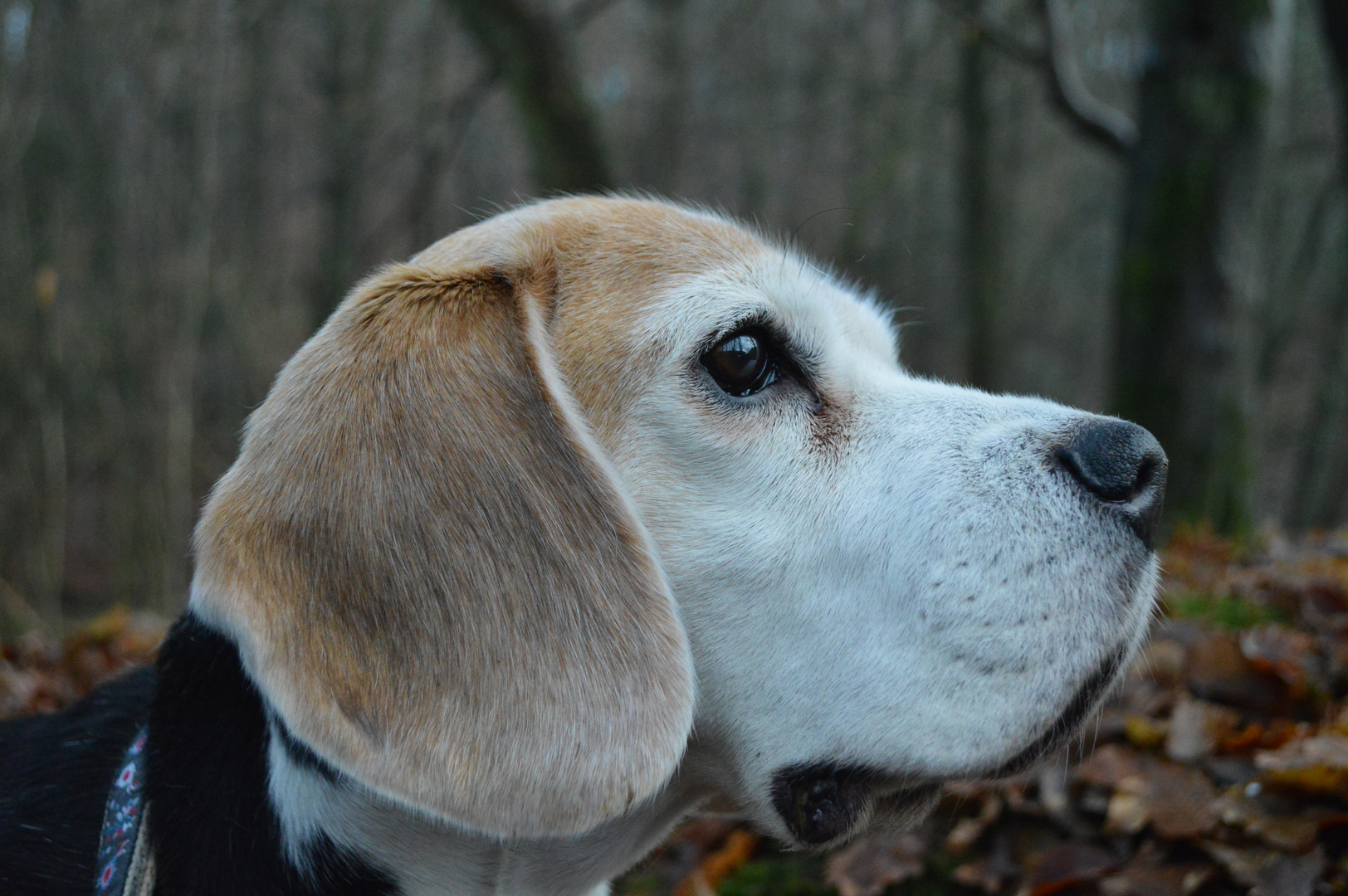 Beagle mit Weitblick