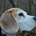 Beagle mit Weitblick