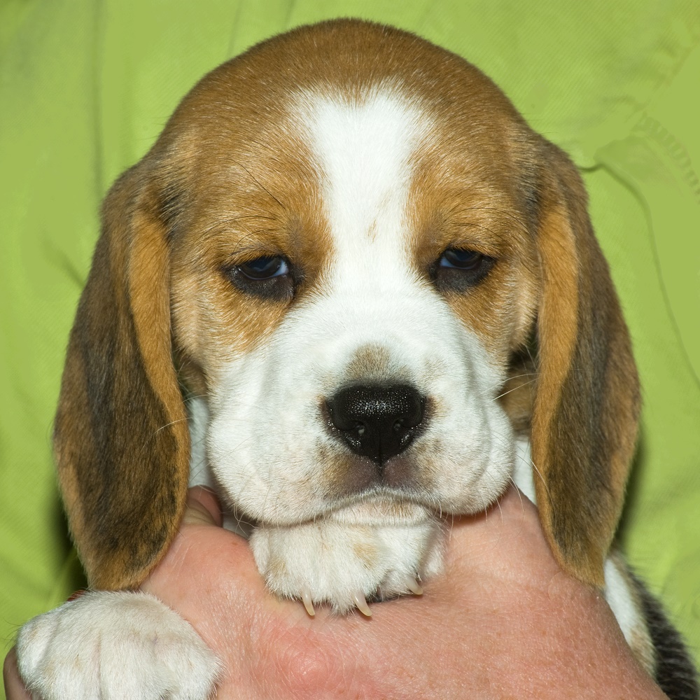 Beagle Monsieur Pierre (6 Wochen alt)
