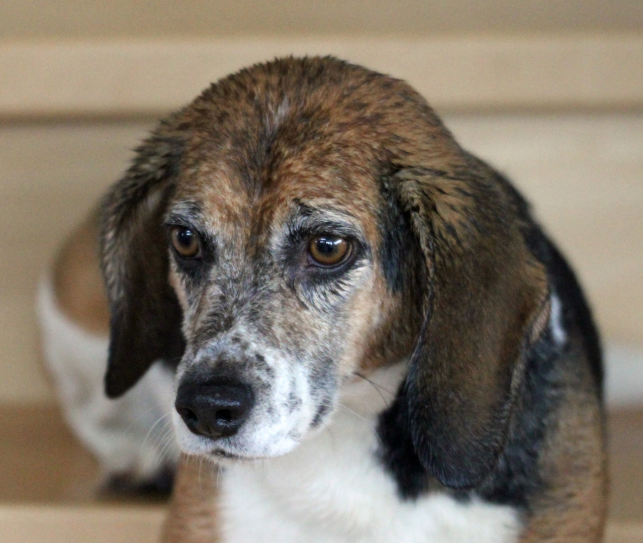 Beagle  nach dem Regen
