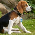 Beagle Nala 1