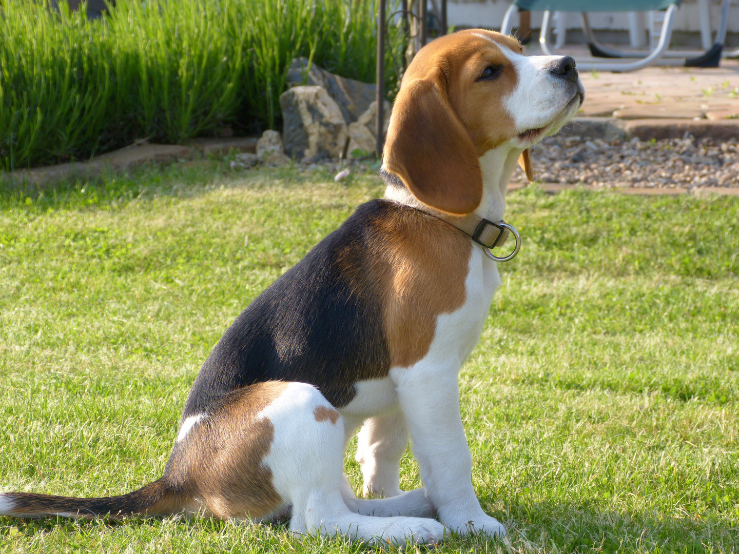 Beagle Nala 3