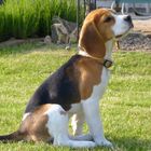 Beagle Nala 3