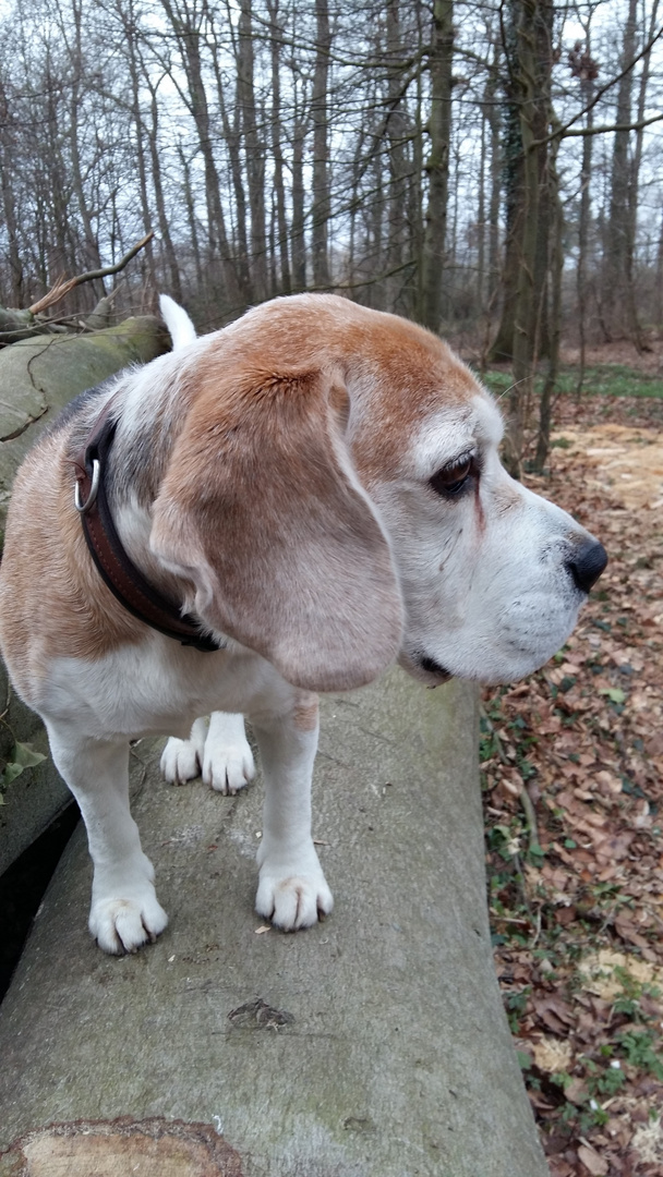  Beagle: "Nanshe", sein Lieblingsplatz erhöht auf einem Holzstamm ! 