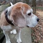  Beagle: "Nanshe", sein Lieblingsplatz erhöht auf einem Holzstamm ! 