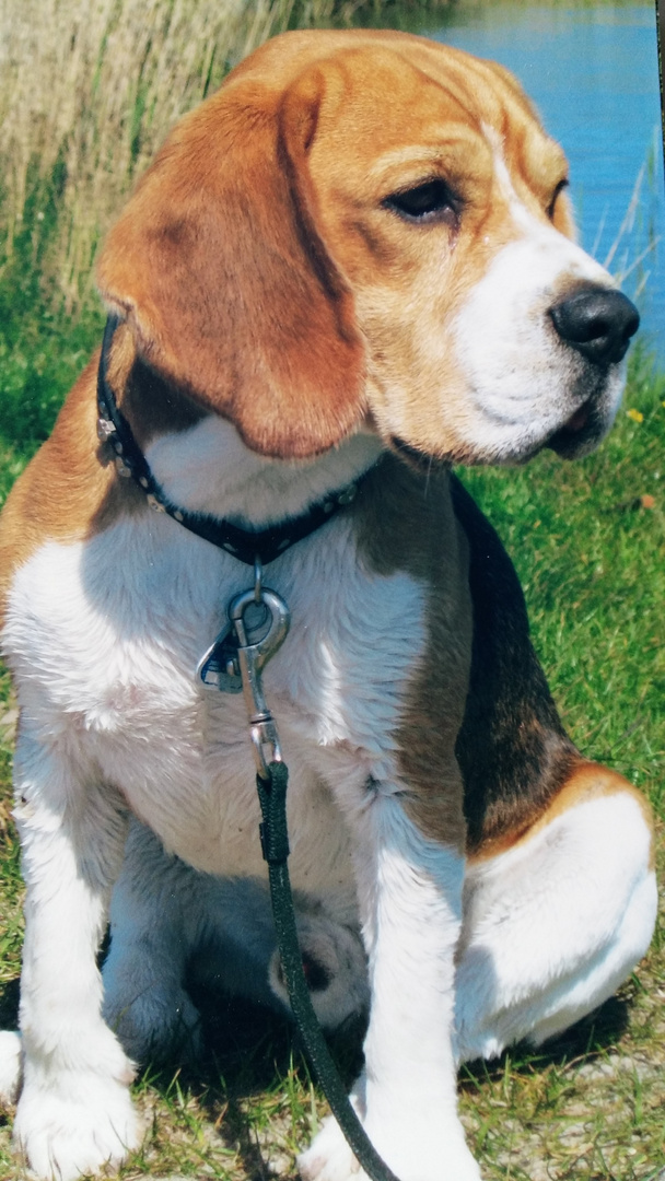 Beagle: Nanshe von den Ederauen in Dänemark