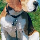 Beagle: Nanshe von den Ederauen in Dänemark