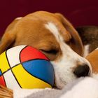 Beagle: Nix geht ohne Ball...