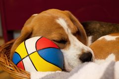 Beagle: Nix geht ohne Ball...
