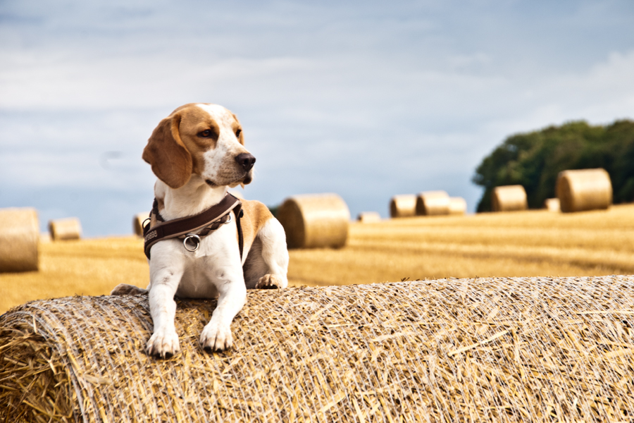 ... Beagle on the Ballen ...