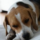 Beagle Paco
