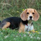 Beagle Portraise