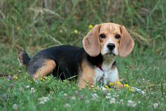 Beagle Portraise