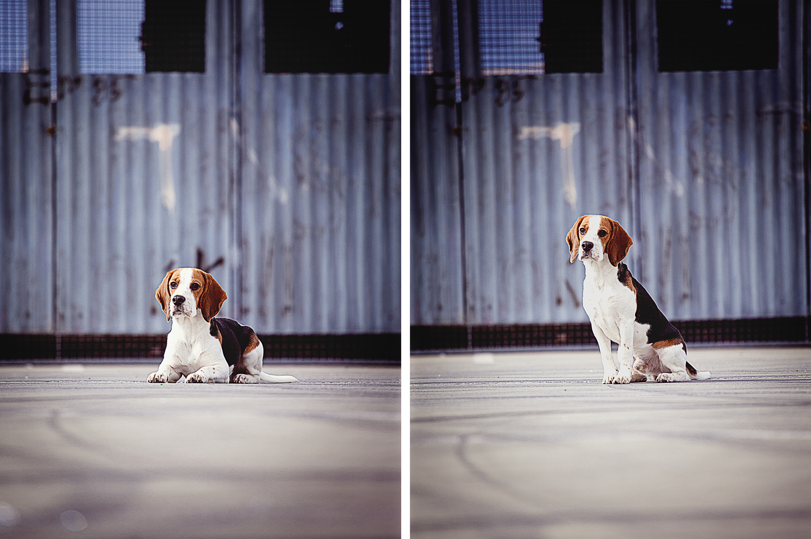 Beagle Portrait