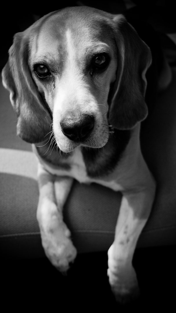 Beagle Portrait