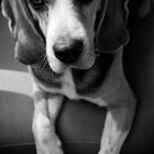 Beagle Portrait