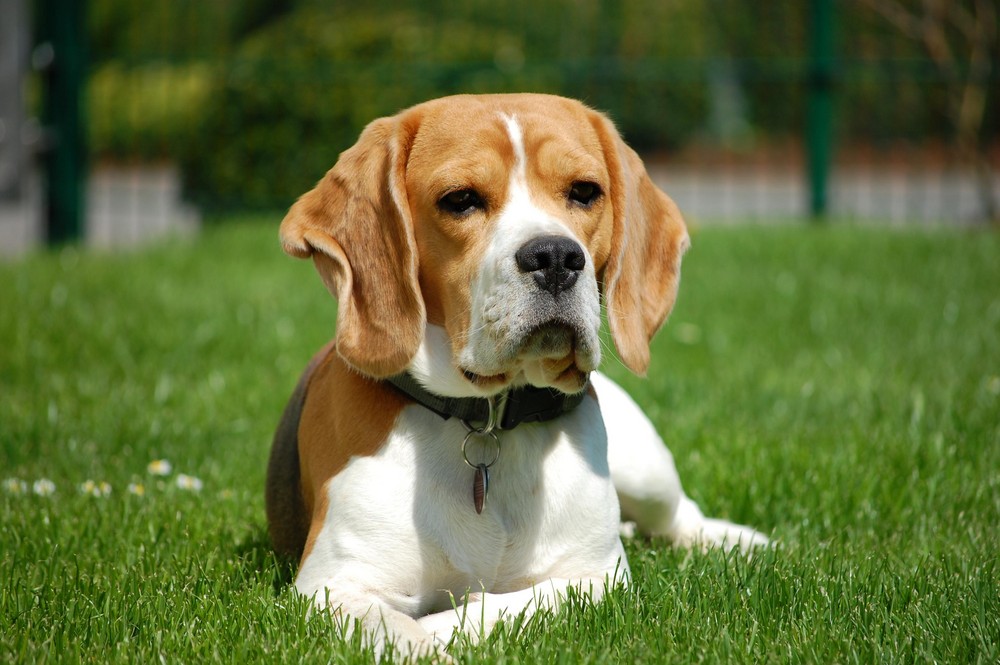 Beagle-Portrait