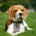 Beagle-Portrait