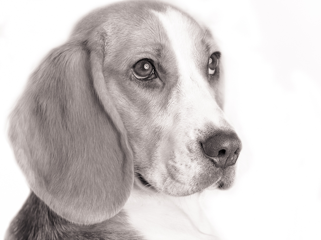 Beagle Portrait Studio