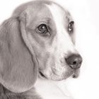 Beagle Portrait Studio