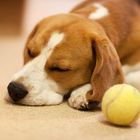 Beagle: Ruhe bitte!