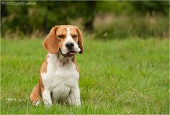 Beagle - Schnapp