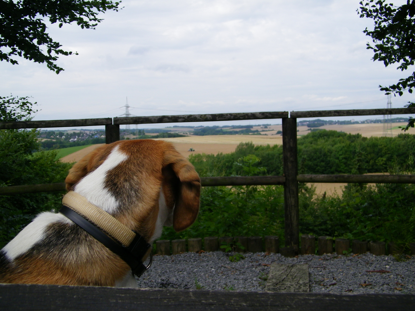 Beagle Sehnsucht