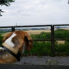 Beagle Sehnsucht