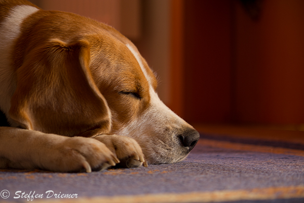 Beagle sleep