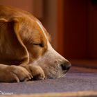 Beagle sleep