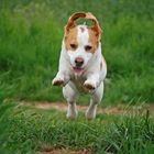 Beagle spring!