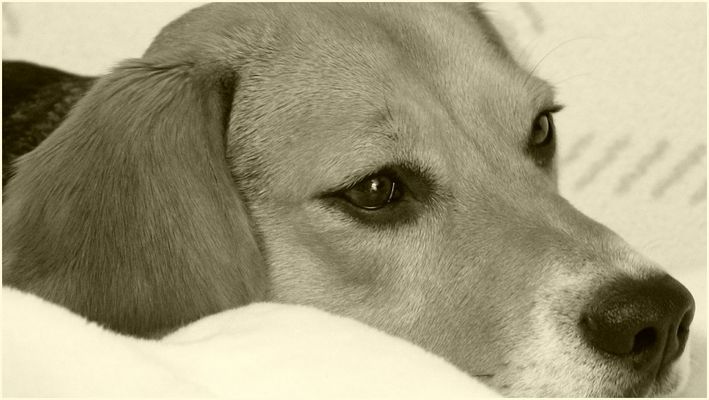...Beagle träumt...